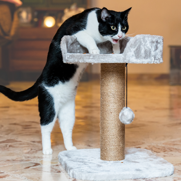 tiragraffi per gatti madrid petup immagine2