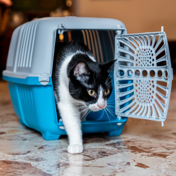 trasportino smart petup immagine5