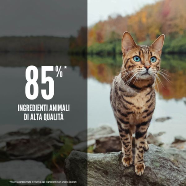 orijen six fish cat food immagine5