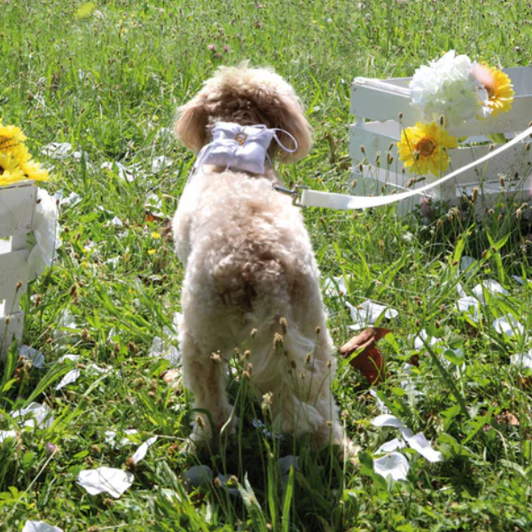 pettorina ad h per cani con porta fedi da cerimonia croci ceremony immagine3