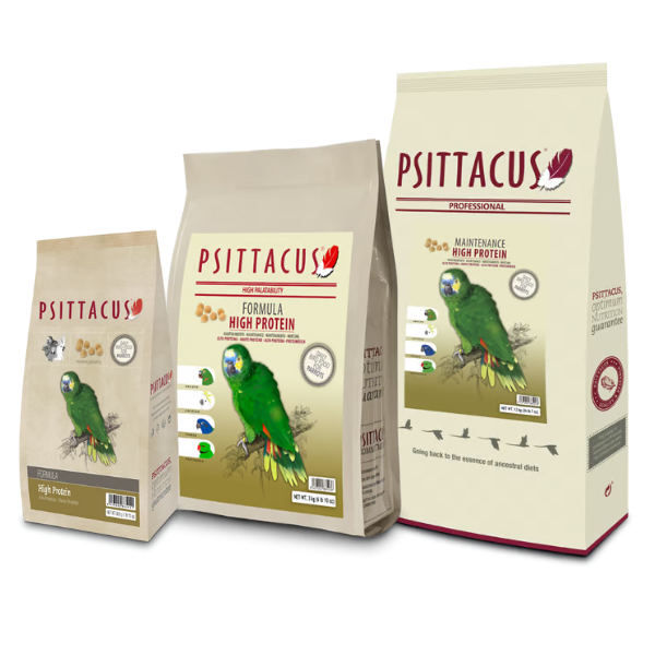 psittacus mantenimento alta proteina immagine2