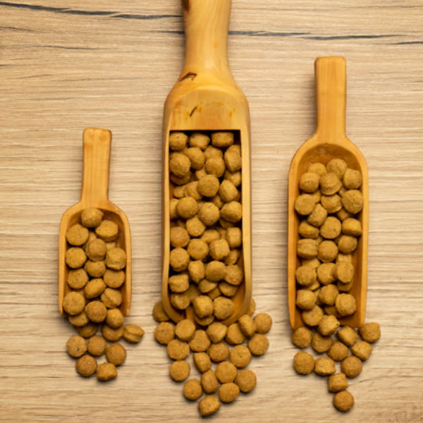 psittacus mantenimento alta proteina immagine3