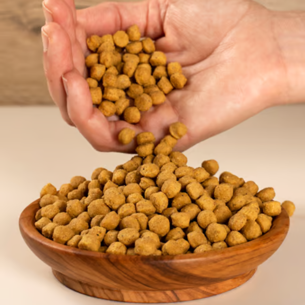 psittacus mantenimento alta proteina immagine5