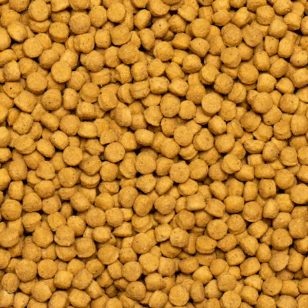 psittacus mantenimento alta proteina immagine4