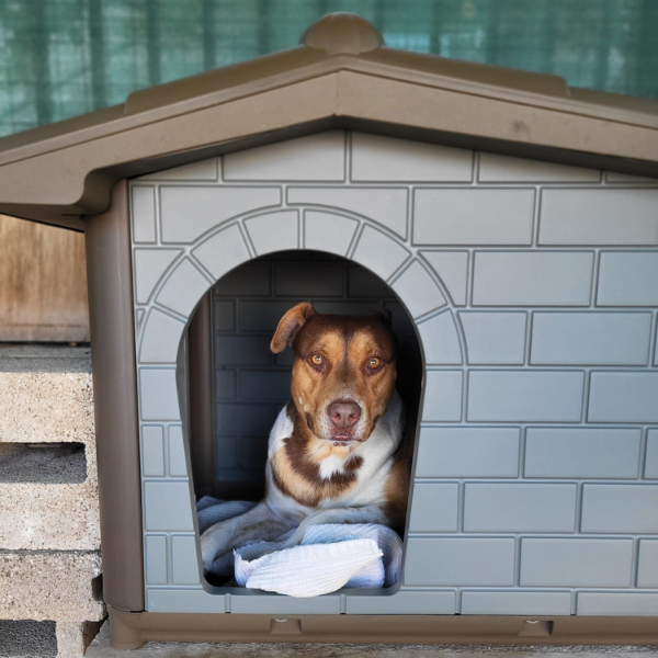 Cuccia per cani da esterno Eco PetUp