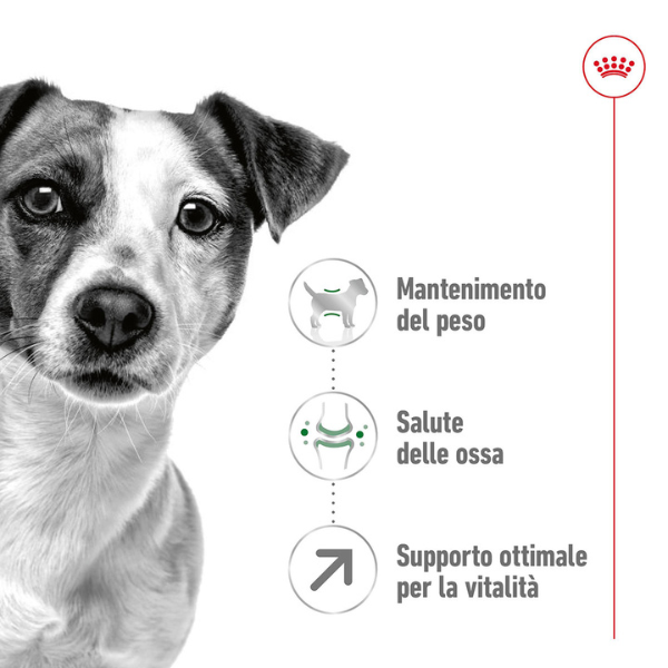 royal canin mini adult 8+ immagine6
