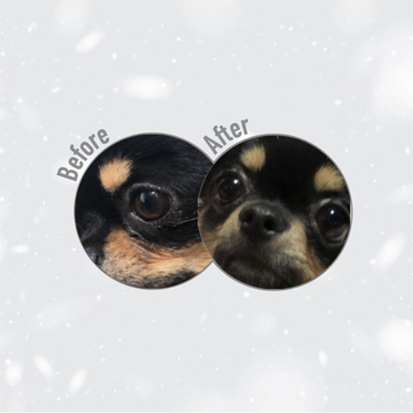 nature’s protection superior care dog adult all breeds dark coat grain free pollo immagine3