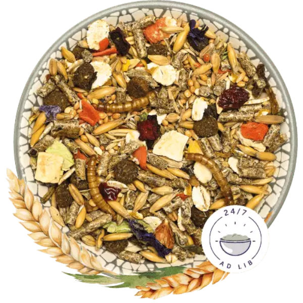 bunny sogno per criceti nani basic immagine2