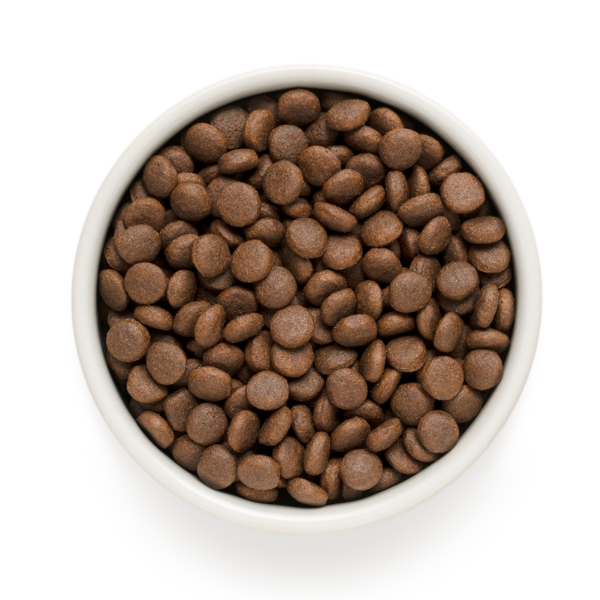 grandorf dog junior medium/maxi agnello e tacchino immagine2