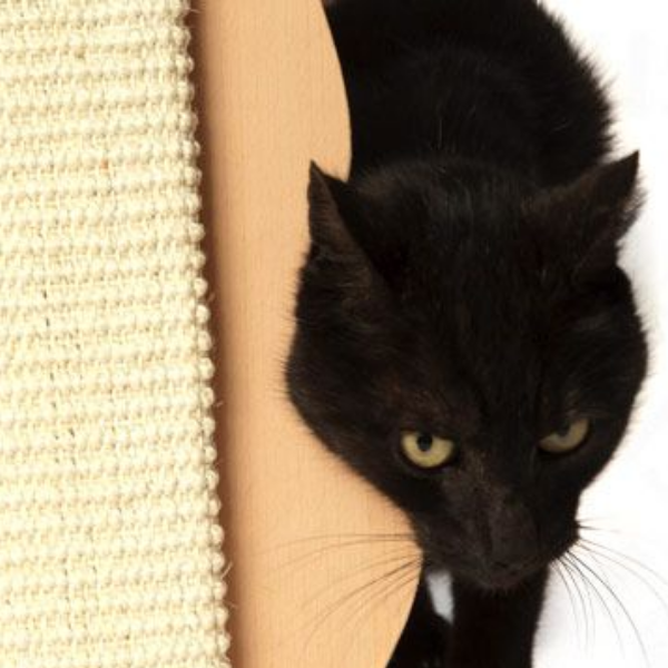 tavoletta tiragraffi in legno a forma di gatto trixie immagine4