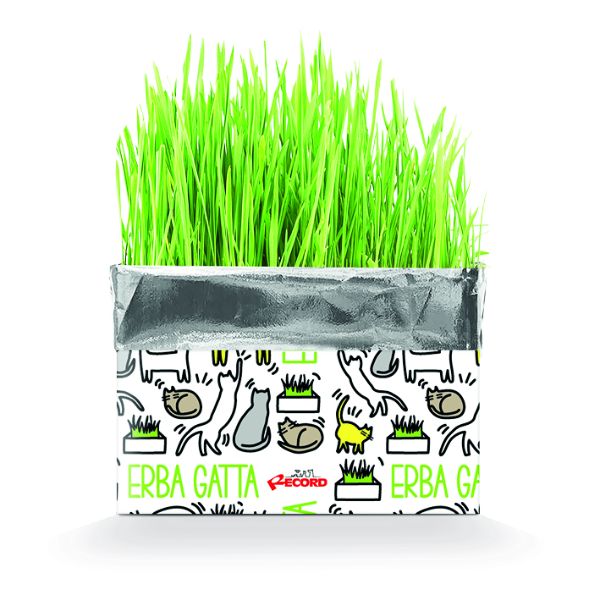 erba gatta katty record immagine2