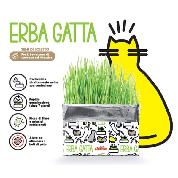 erba gatta katty record immagine4