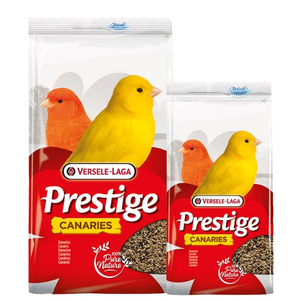 versele laga prestige canarini immagine2
