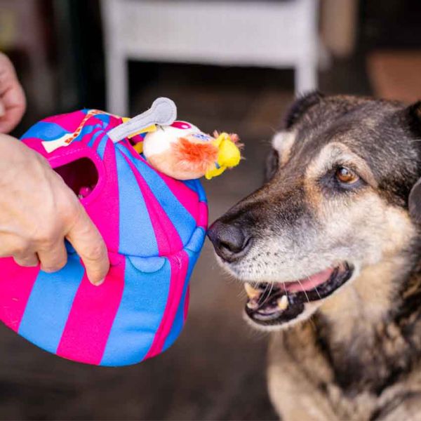 peluche interattivo hide&seek per cani croci immagine8