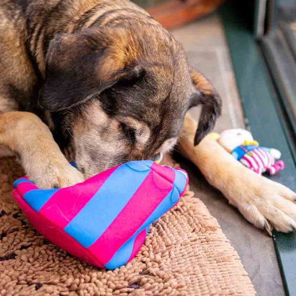 peluche interattivo hide&seek per cani croci immagine6