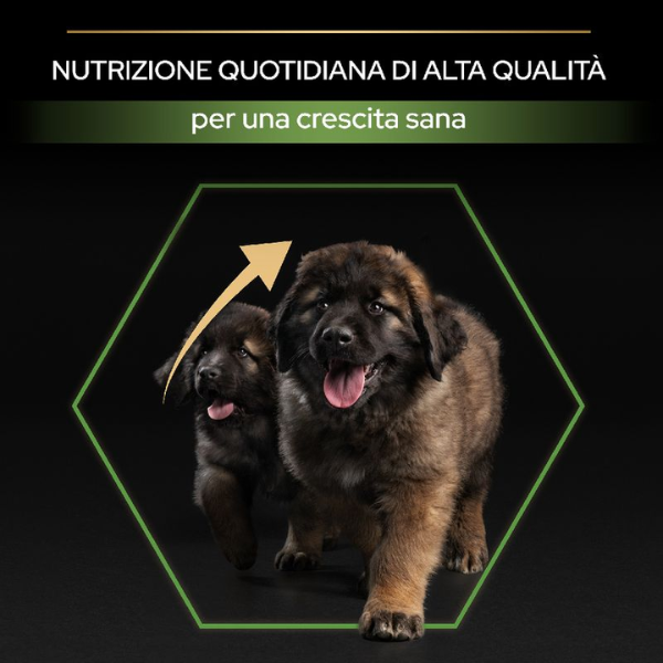 purina pro plan large robust puppy healthy start crocchette cane immagine6