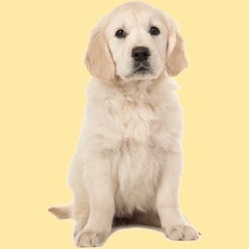 Integratori per cuccioli