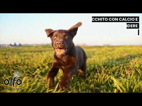 alfa premium dog food maintenance all breeds immagine3