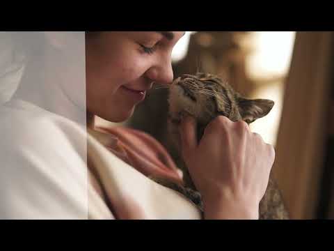 alfa premium cat food sterilised manzo immagine3