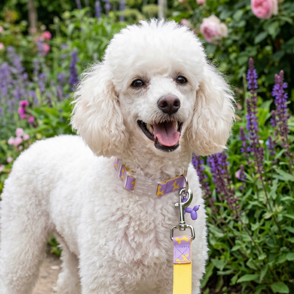 Collare regolabile per cani Baloon Dog Summer Ferribiella