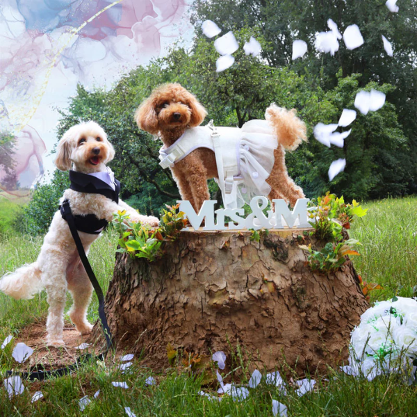 collare per cani da cerimonia team bride croci ceremony immagine3