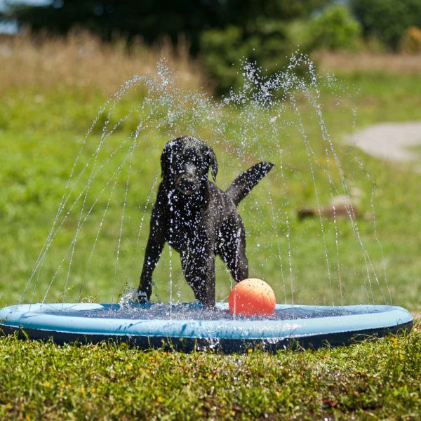 gioco d'acqua per cani splash pool ferribiella immagine3