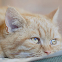 gattino che vomita giallo gattino che vomita giallo