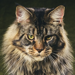 5 lettiere bellissime (e grandi) per il gatto Maine Coon adulto