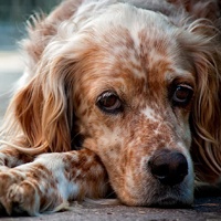 la leishmaniosi nel cane