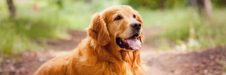 Golden Retriever: com'è fatto, come si comporta e cosa mangia. Tutto sulla razza canina