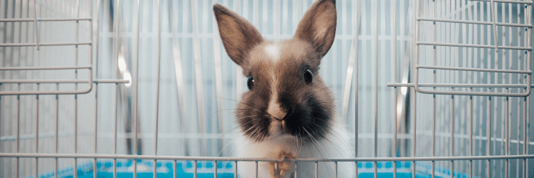 Gabbia per conigli: cosa sapere?