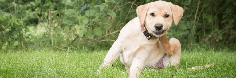 Cibo ipoallergenico per cani 