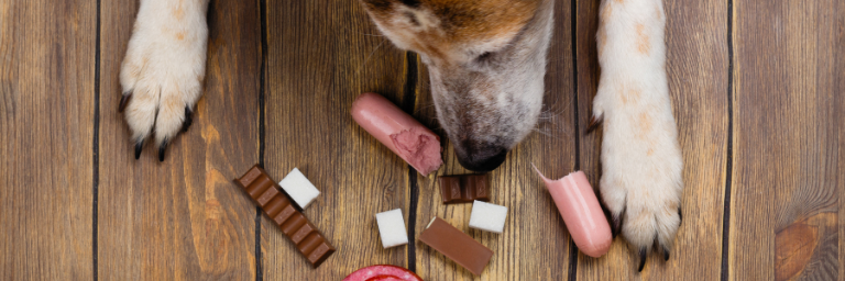 Cibo tossico per cani