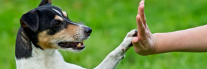 Come addestrare un cane?