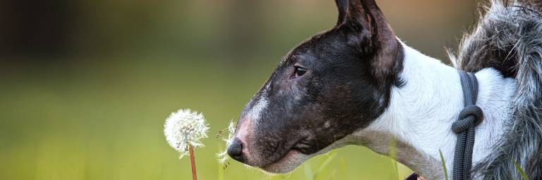 Bull Terrier: caratteristiche e comportamento