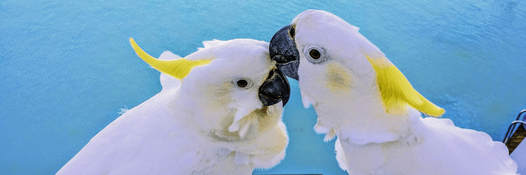 Pappagalli Cacatua