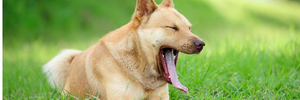 I comportamenti del cane