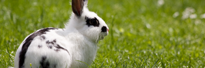 Curiosità e caratteristiche del coniglio