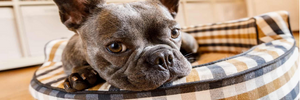 Il cane e la cuccia