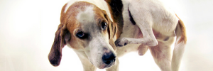 Dermatite canina: la dieta ad eliminazione