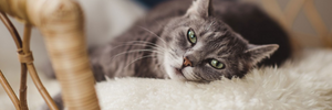 Allergia al gatto