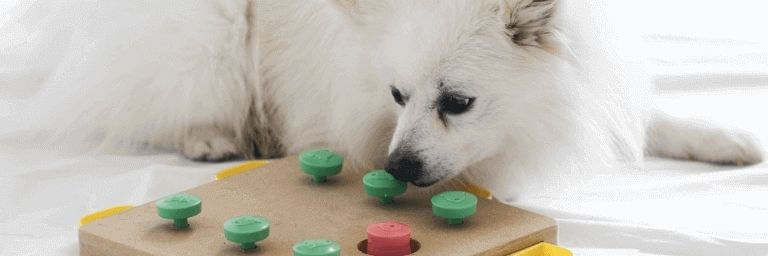 Giochi intelligenti per cani