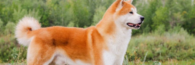 Akita inu: caratteristiche e comportamento