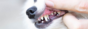 Principali problemi e i sintomi di infezione dentale dei cani