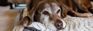 L'invecchiamento del cane e del gatto