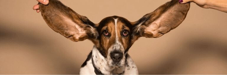 Pulizia orecchie cane