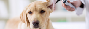Come riconoscere l'otite nel cane
