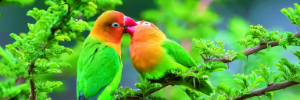 I pappagalli Inseparabili e il legame d'amore