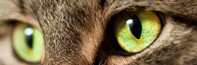 Il gatto: occhi e caratteristiche