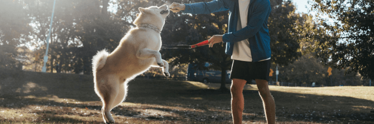 Come addestrare un cane?